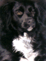 woofie.gif (27027 octets)